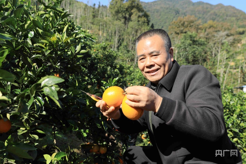 宁德寿宁成功举办第六届寿橙丰收节暨助农直播带货大赛