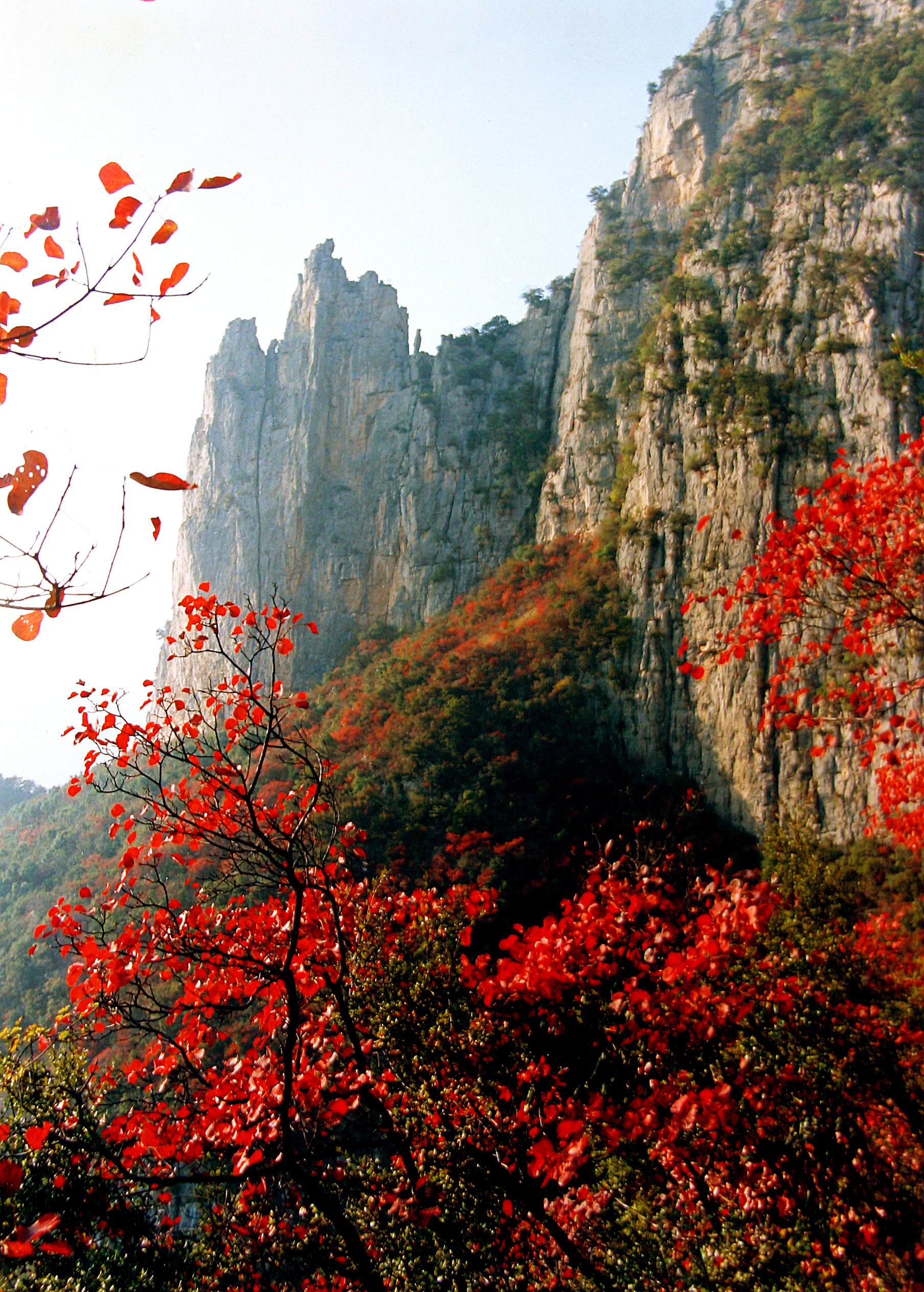 大美巫山:满山红叶似彩霞 彩霞年年映三峡_央广网