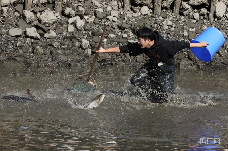 大型"摸鱼"现场 杭州西溪湿地市民体验"干塘"捕鱼