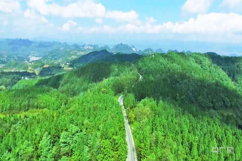 贵州纳雍守住一方绿换来林生金