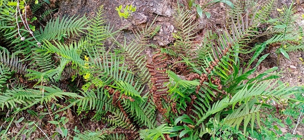 南京幕府山山坡上野生蜈蚣草种群,及植物形态特征(央广网发 李新华摄)