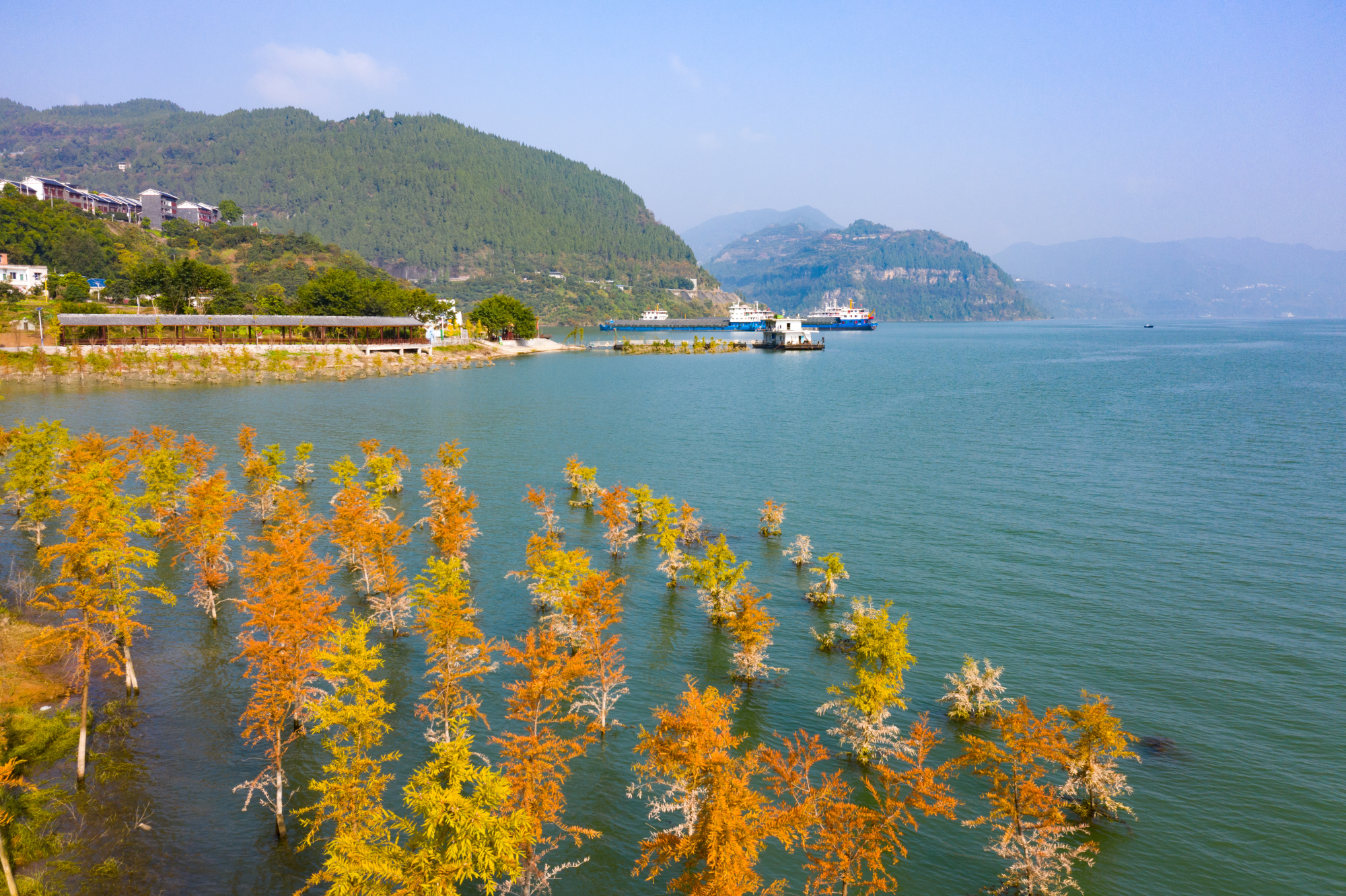冬日"调色盘" 重庆万州中山杉林添梦幻_央广网