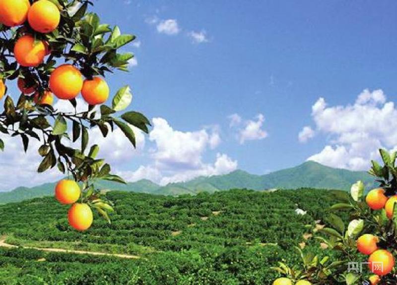 星阵为真正发展好这一富农产业,新宁县财政局主动作为,把脐橙这一优势