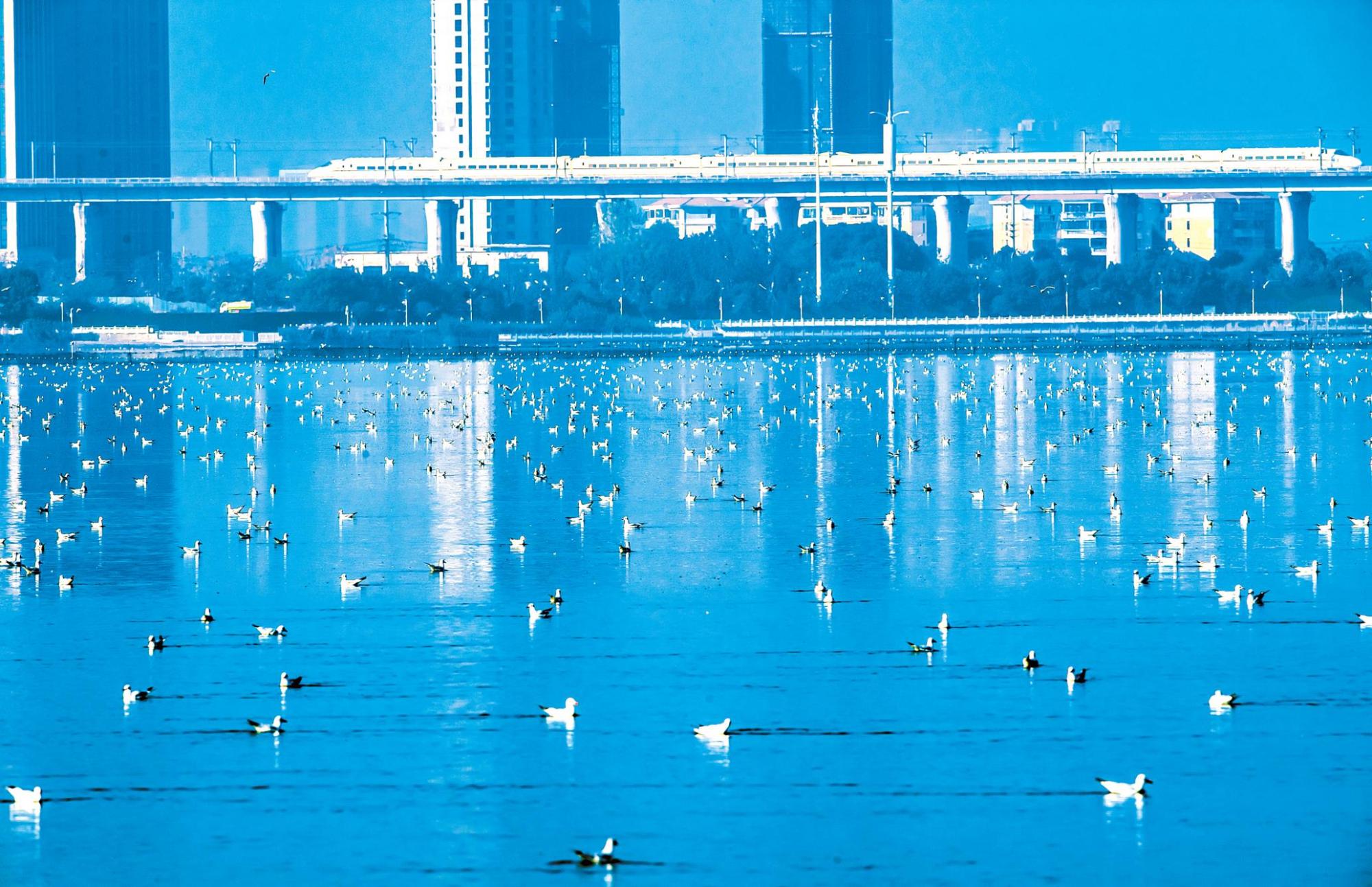 万鸥栖息汤逊湖