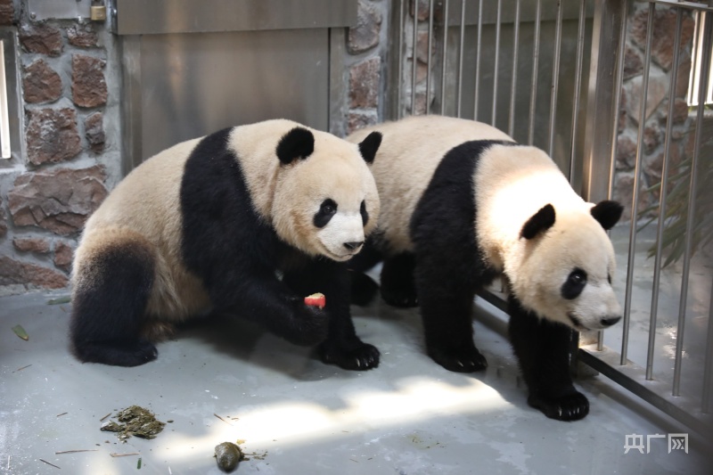 成都熊猫基地扩建区2022年年初预开园