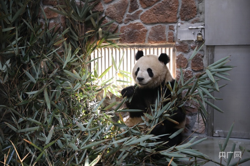 成都熊猫基地扩建区2022年年初预开园