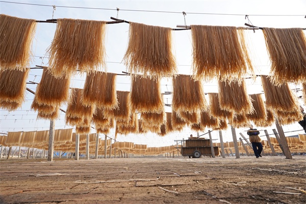 12月15日中滩村粉条制作基地农户在晾晒粉条 (央广网发 徐志刚 摄)