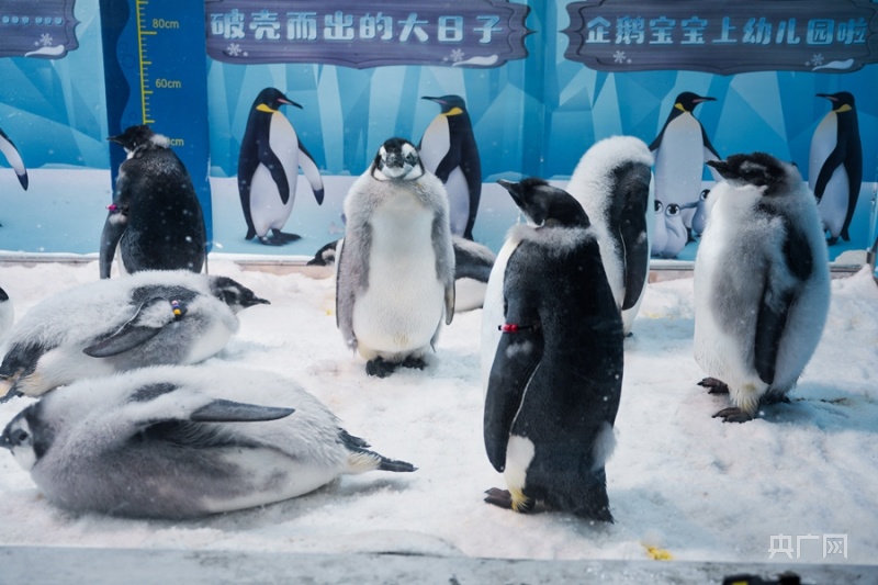 身着花外套看11只新生帝企鹅宝宝怎么在广东过冬