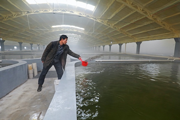 石斑鱼排行_浙江渔民捕获一超大野生石斑鱼重达150斤售价近2万元