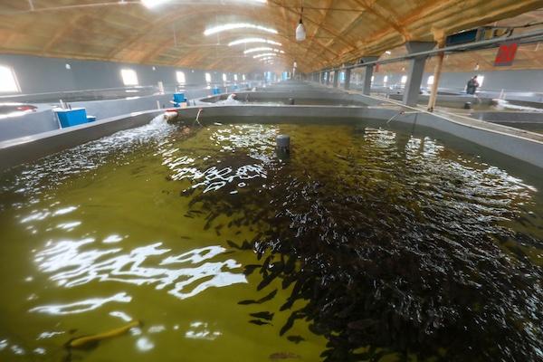 河北滦南:龙胆石斑鱼养殖成功