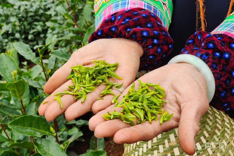 绿意盎然,采茶人的双手似蝴蝶翻飞,欢声笑语萦绕茶山,普安县的茶叶