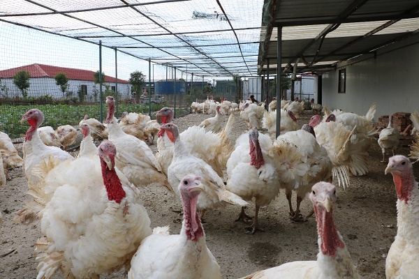 “农头工尾”大好前开元棋牌- 开元棋牌官方网站- 开元棋牌APP下载景