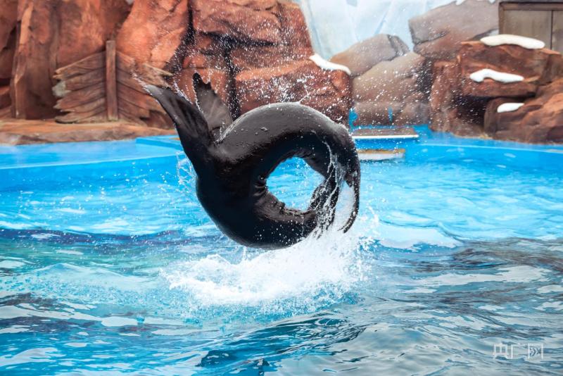 妈妈地带领下扭动萌萌的身体一跃入水,开始它们新的旅程;海兽探秘馆的