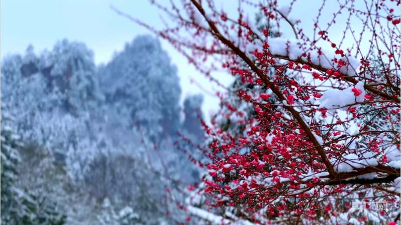 湖南多地梅花飘香冰雪中傲然绽放