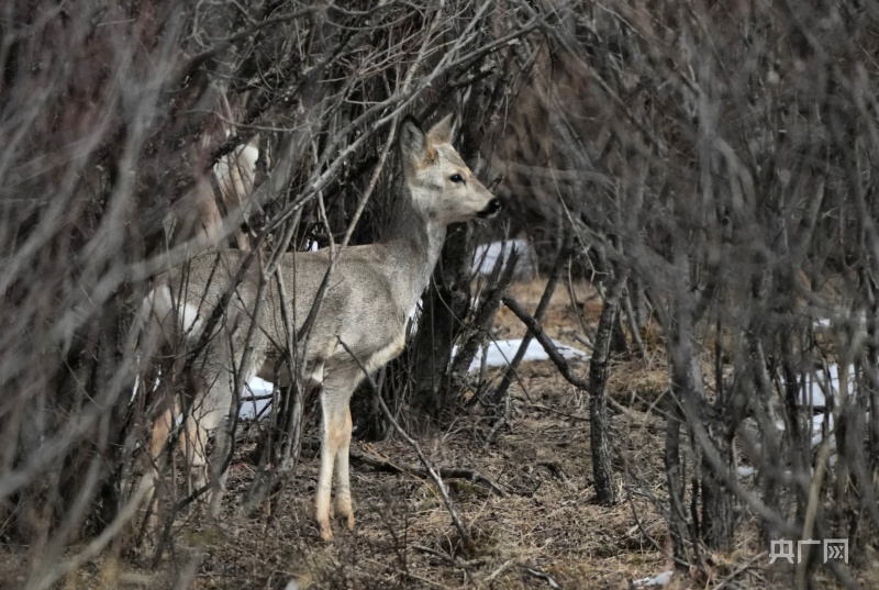 "萌兽"出没 "傻狍子"现身四川阿坝红原县_央广网