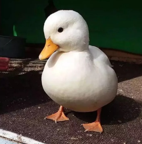 每天都要开心"鸭"!柯尔鸭向你来报道_央广网