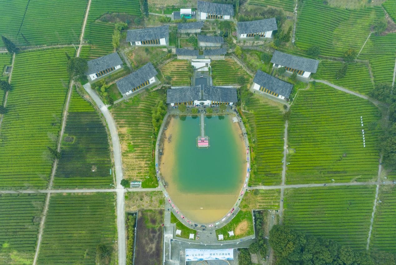 乡村振兴看重庆巴南定心茶园春意渐浓