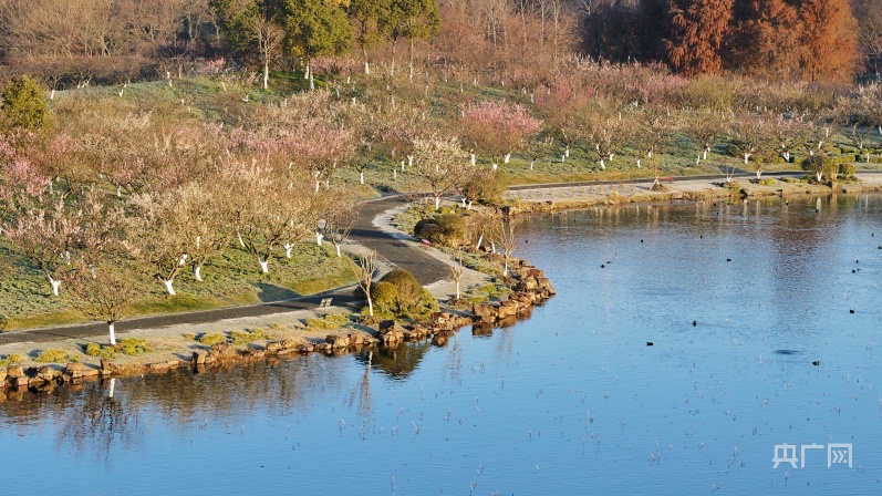 組圖上海海灣國家森林公園2000畝梅花迎來最美花期