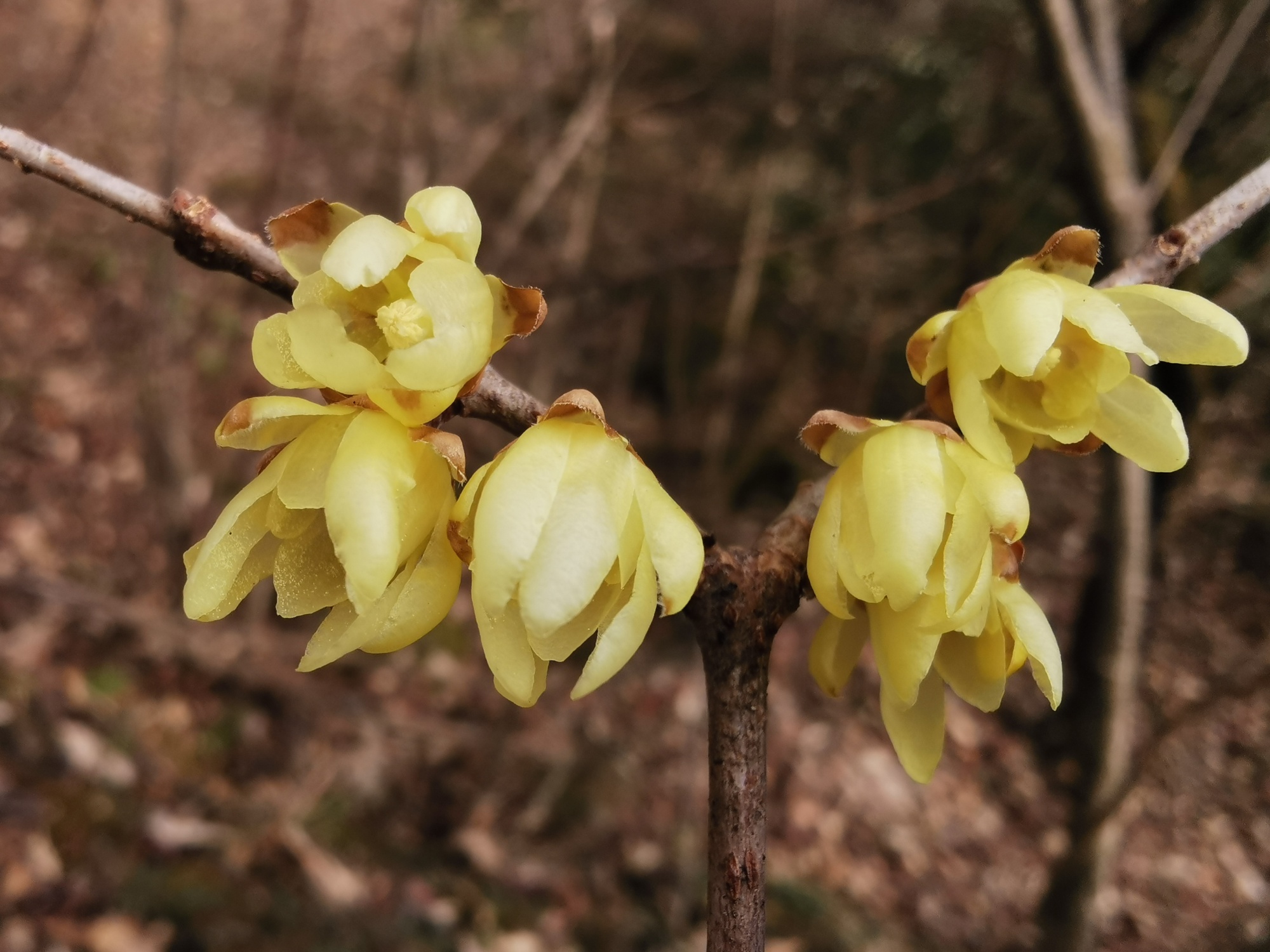 春回荆楚神农架野生腊梅春日飘香