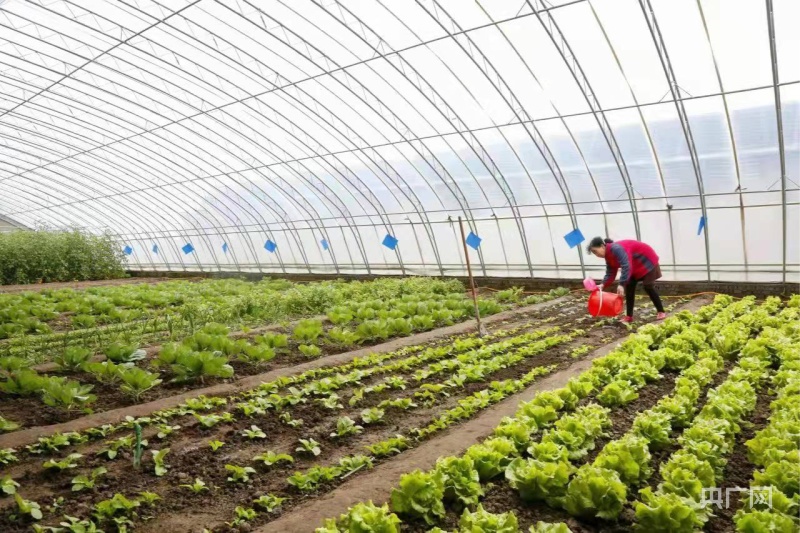 高标准推进64座综合种养大棚建设,开启鱼 稻,莲,花,果,菜的"鱼混