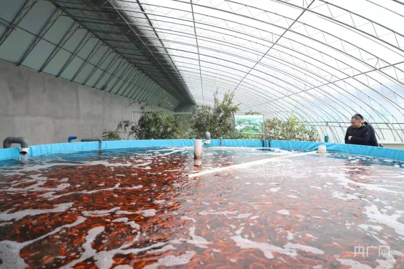 雨水已过,乍暖还寒,位于山西太原晋源区三家村的"鱼菜混养"温室大棚里