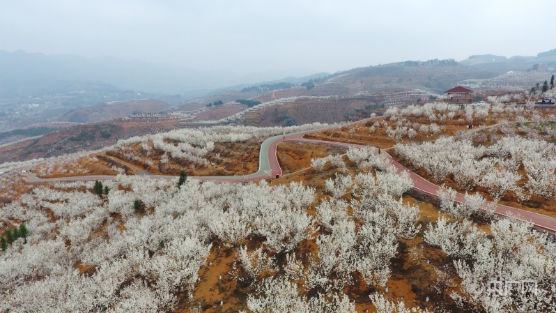 踏入贵州省纳雍县总溪河畔,映入眼帘的是一幅雪白景象,樱桃花开,漫山