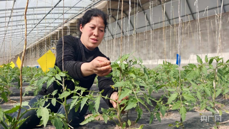 奋进春天里 温室大棚育苗忙 不负农时好春光