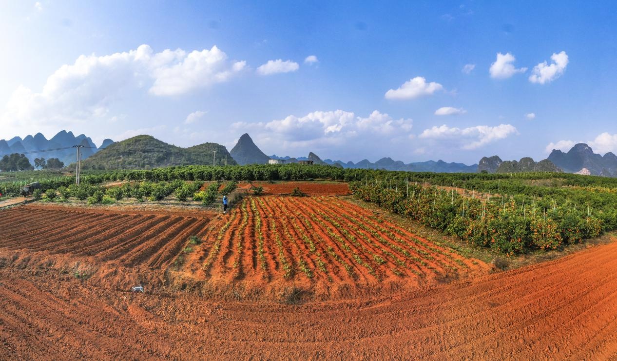 摄)正在地里帮忙春种的小孩(央广网发 王战飞 摄)正在忙着种植葛根的