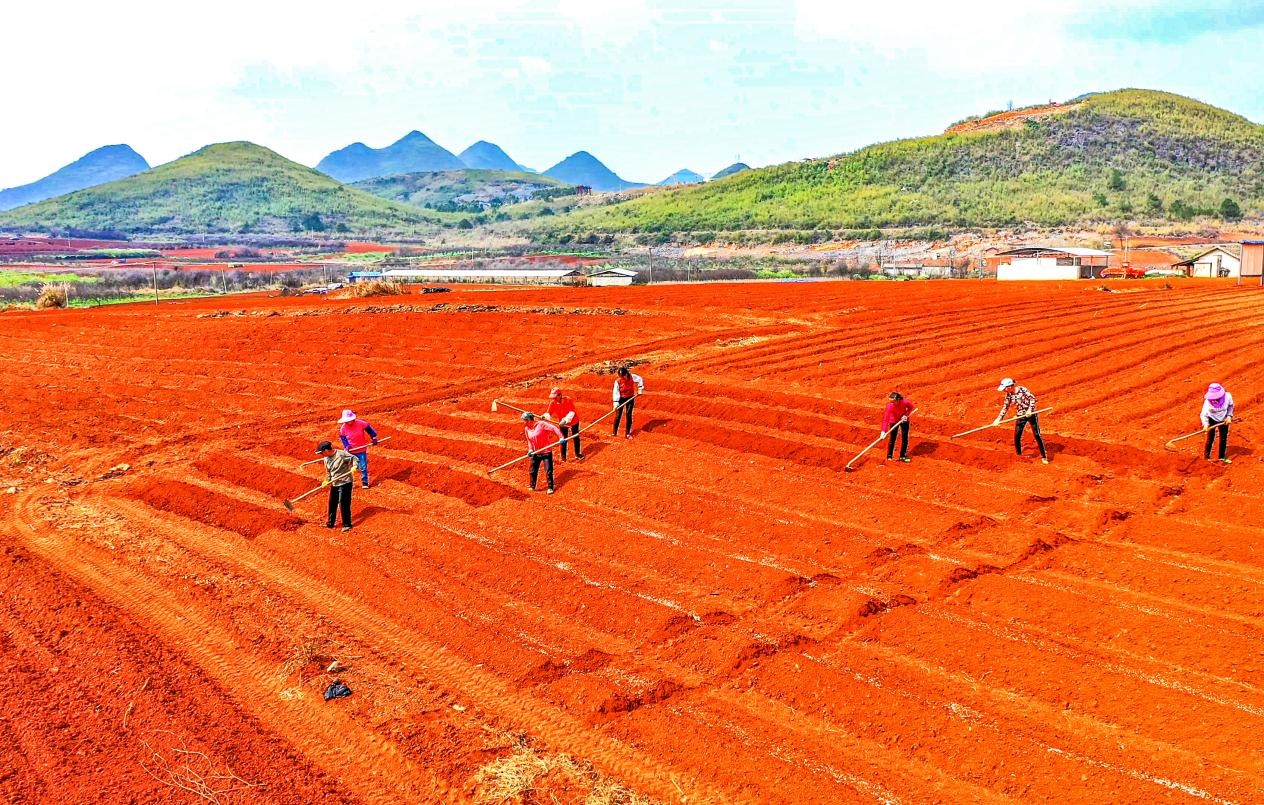 广西平乐万亩红土地葛根春种忙