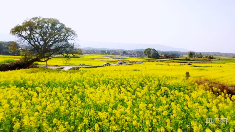 邂逅春天丨千亩油菜花带动乡村旅游