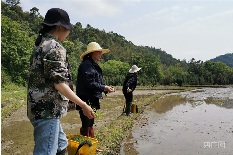 郭小梅(左二)带领组员抛秧(央广网发 受访者提供)70后郭小梅:小干部