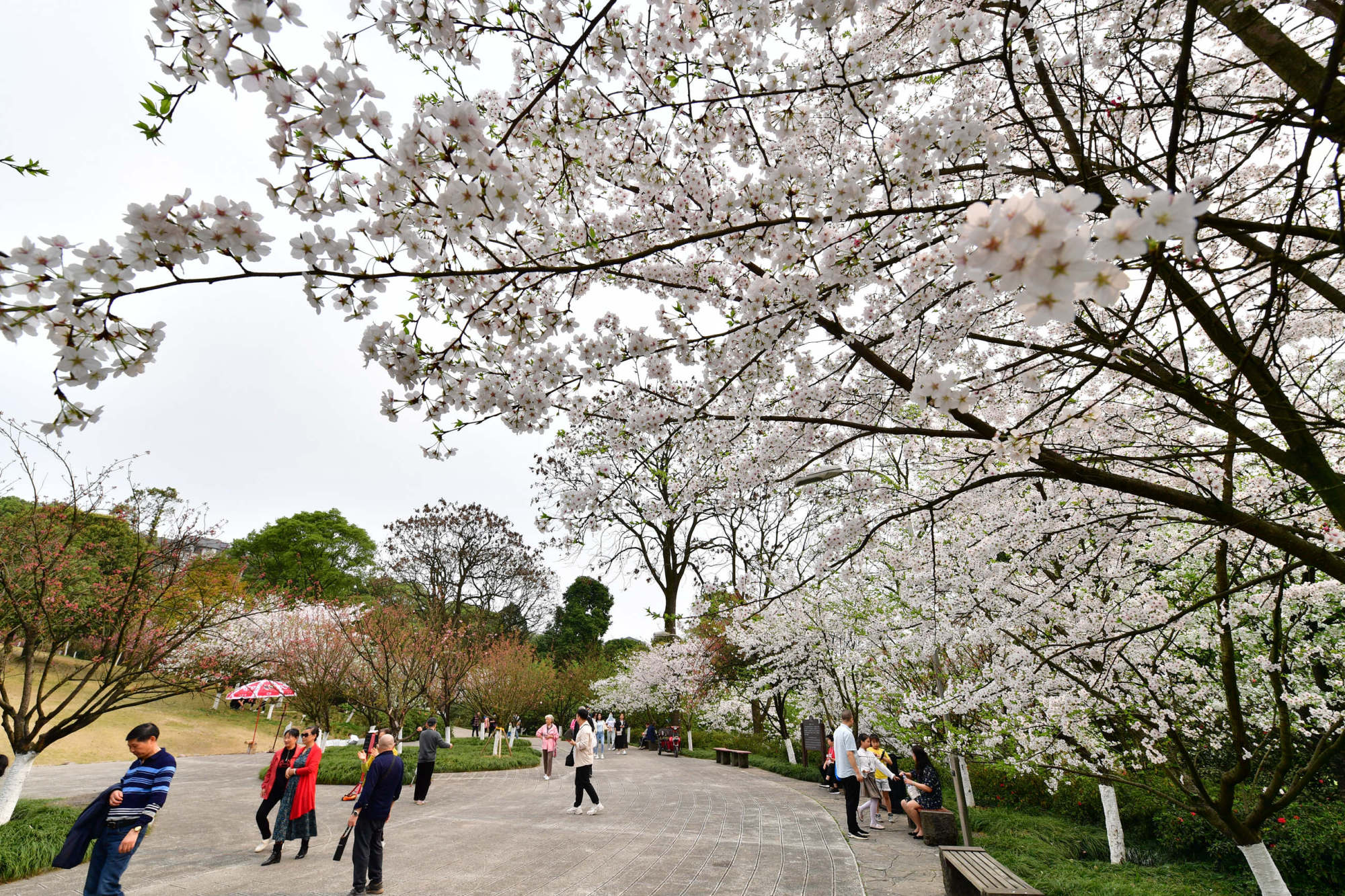 樱花烂漫重庆南山植物园樱花绽放春意浓