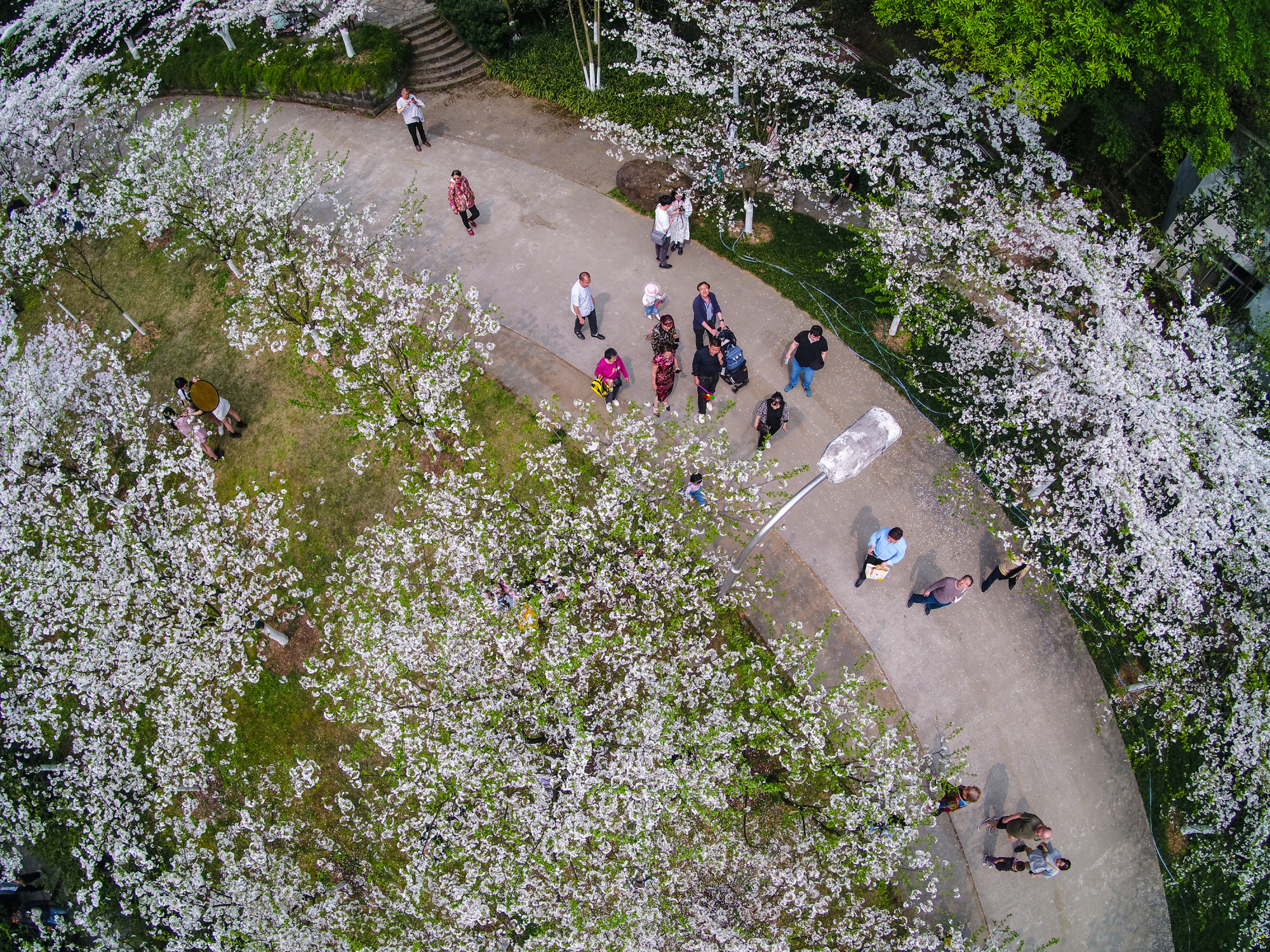 樱花烂漫重庆南山植物园樱花绽放春意浓