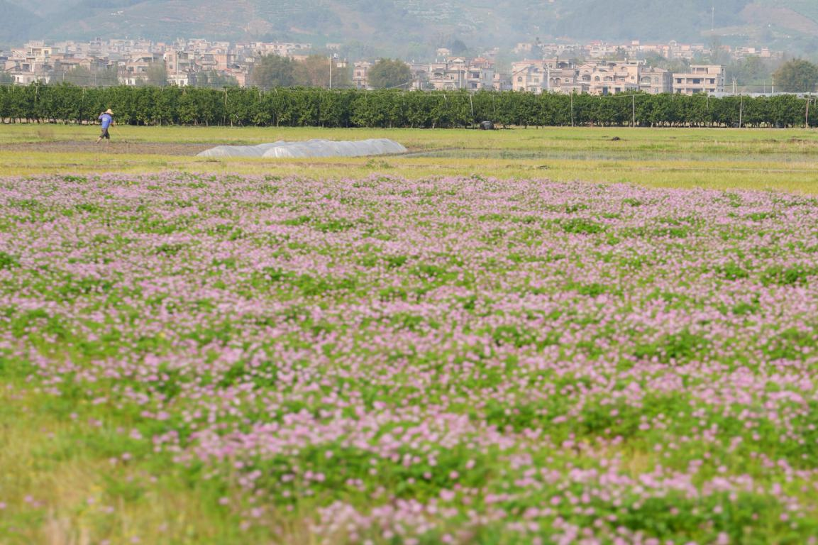 花海(央广网发 黄文毅 摄)紫云英混合进土用作稻田绿肥(央广网发