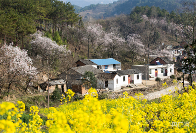 【家乡的风景】信阳市新县:青山绿水迎春来 百花闹春意阑珊