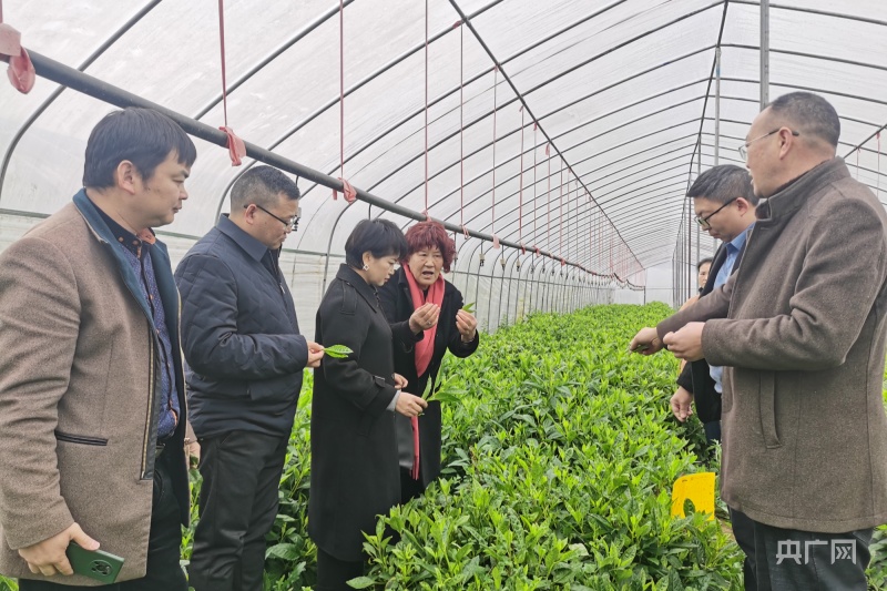 黄平县融媒体中心供图)央广网贵州3月17日消息(张艾)气温回暖,万物