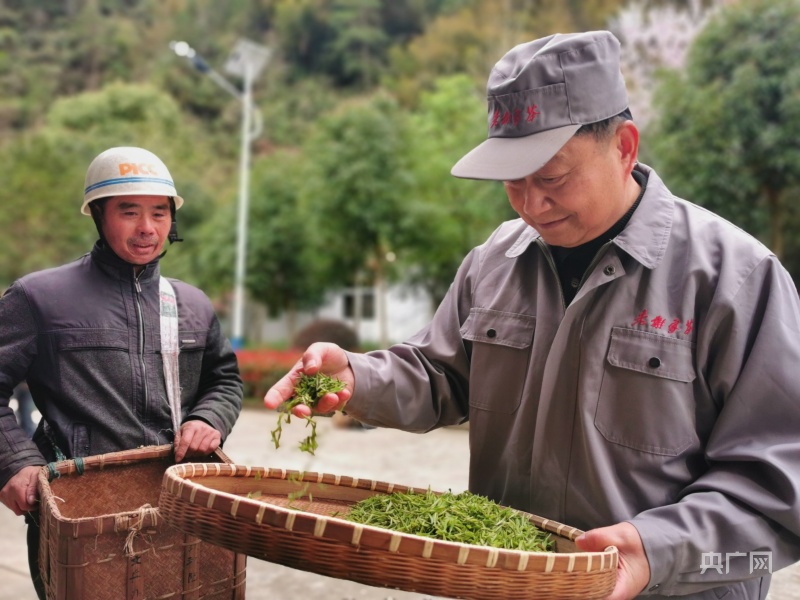 黄山毛峰品牌排行_黄山迎来采茶旺季,小偷借机盗窃价值万余元的“黄山毛峰”