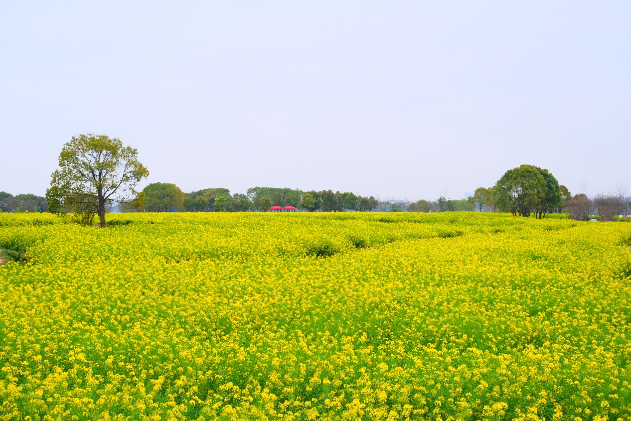 春回荆楚武汉东湖500余亩油菜花汇成金色海洋