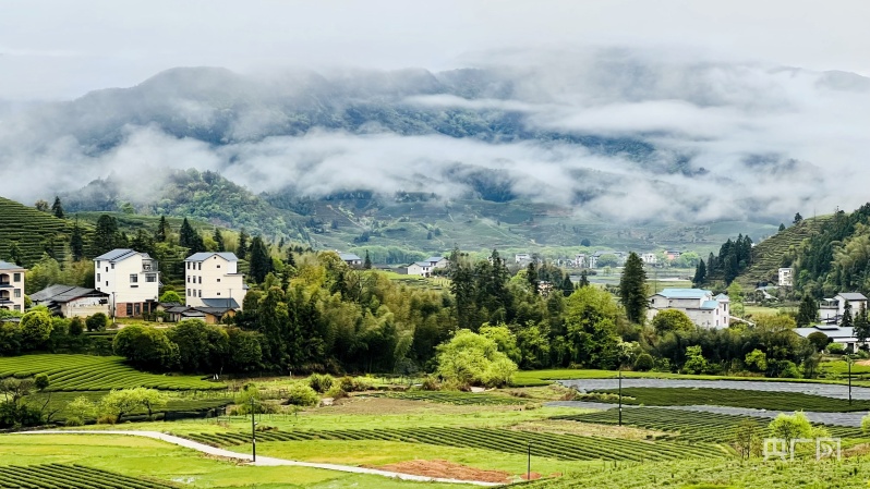福建武夷山星村镇茶园抽新绿迎接制茶季