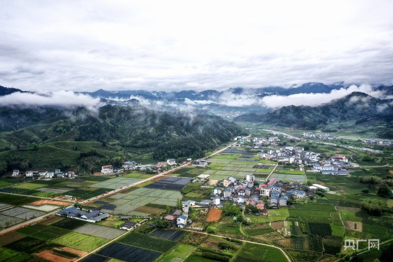 福建武夷山星村镇茶园抽新绿迎接制茶季