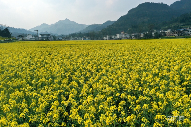 貴州麻江春天從油菜花田裡醒來