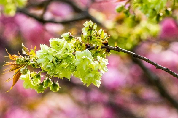 春意不減跟著鏡頭雲賞金陵花