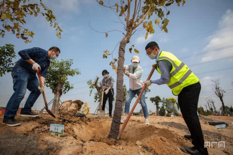 又逢植树季广州今年已义务种植树木57万株