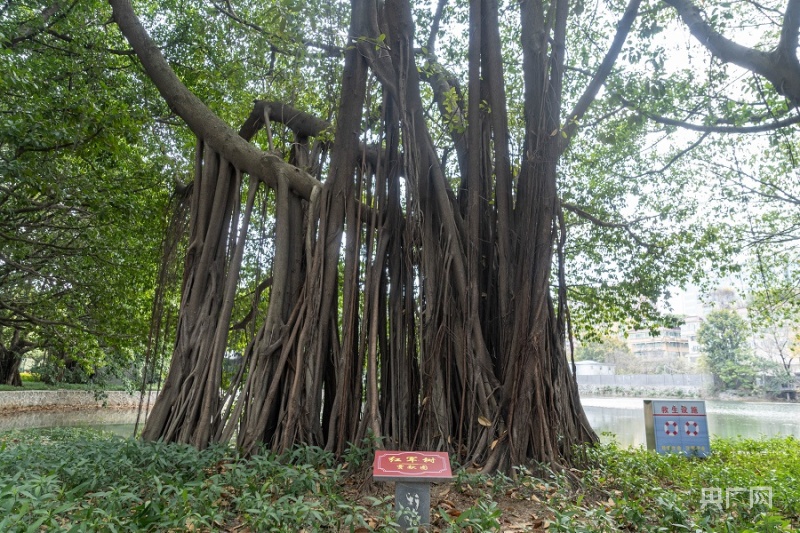 又逢植树季 完美电竞广州今年已义务种植树木57万株