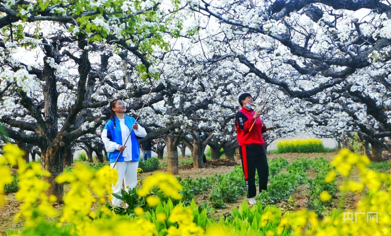夏莎 通讯员 马学贤)4月2日,河南省商丘市柘城县牛城乡王楼村的梨园内