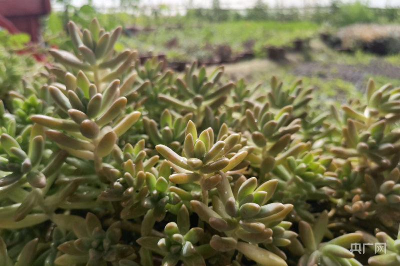 一竞技网址小盆栽有大市场 “多肉”植物走俏(图2)