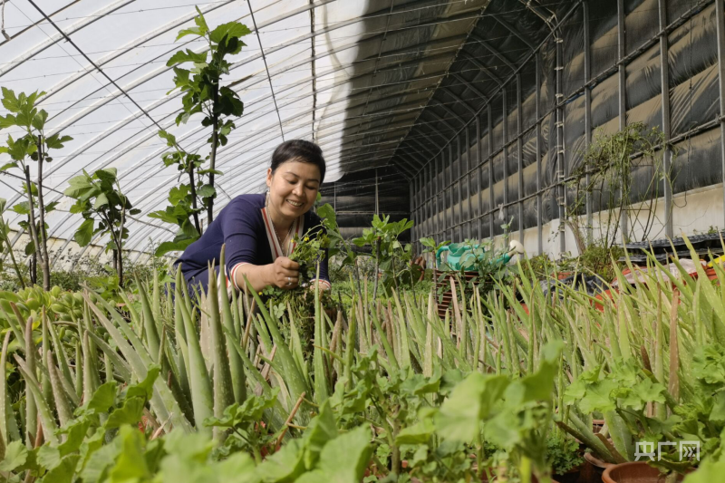 一竞技网址小盆栽有大市场 “多肉”植物走俏(图1)