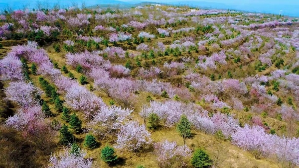 寧夏彭陽山花爛漫開啟雲遊梯田花海模式