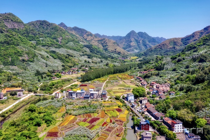 山地慢城福州市一都镇一粒枇杷带来春天故事