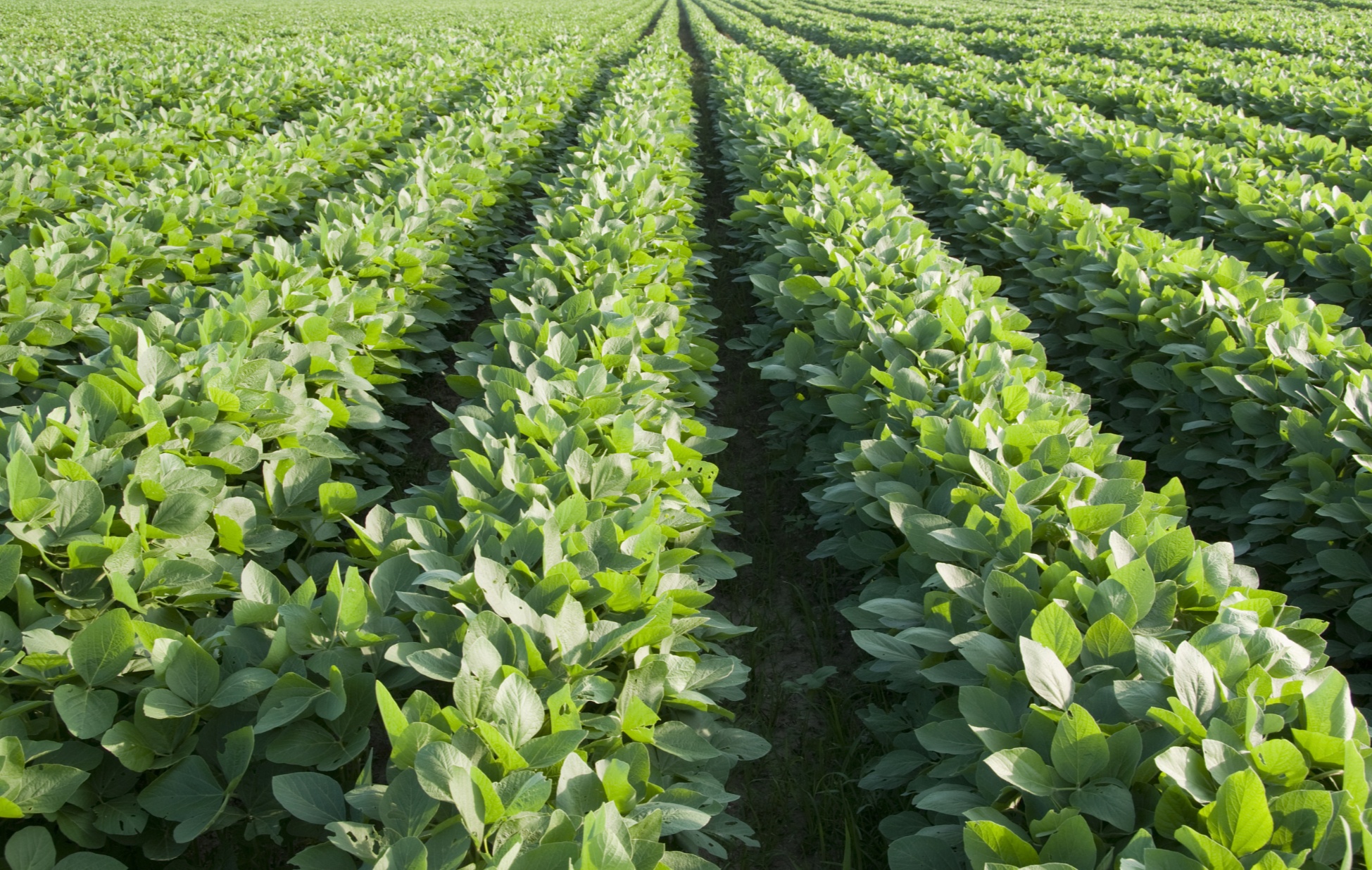 农业农村部确保2022年全国农垦大豆种植面积达1460万亩以上